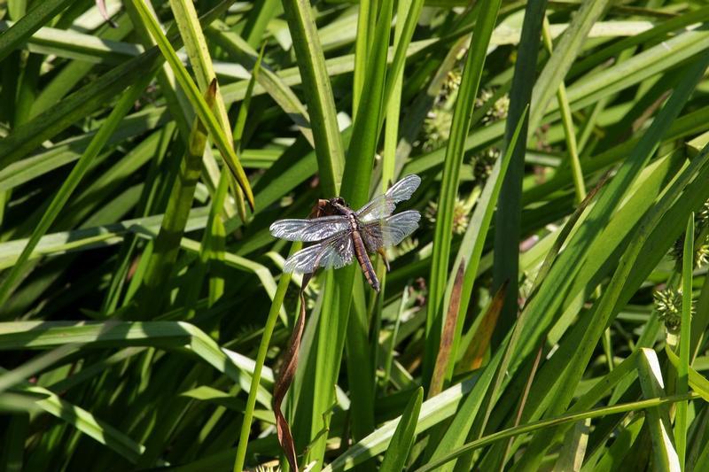 Photo of Widow Skimmer