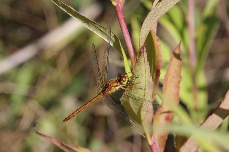 Photo of Autumn Meadowhawk