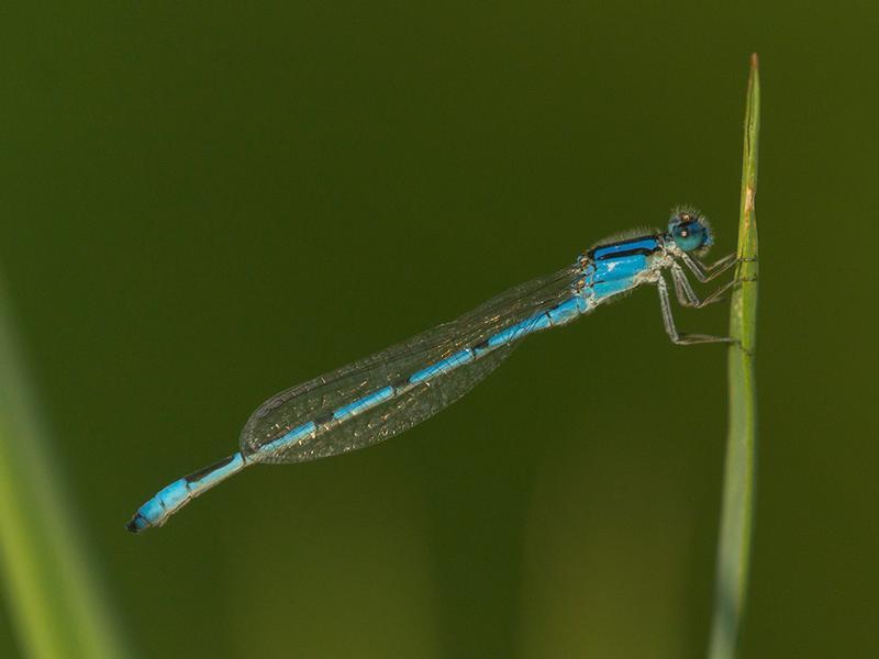 Photo of Familiar Bluet