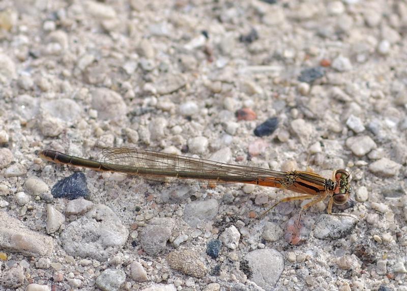 Photo of Eastern Forktail