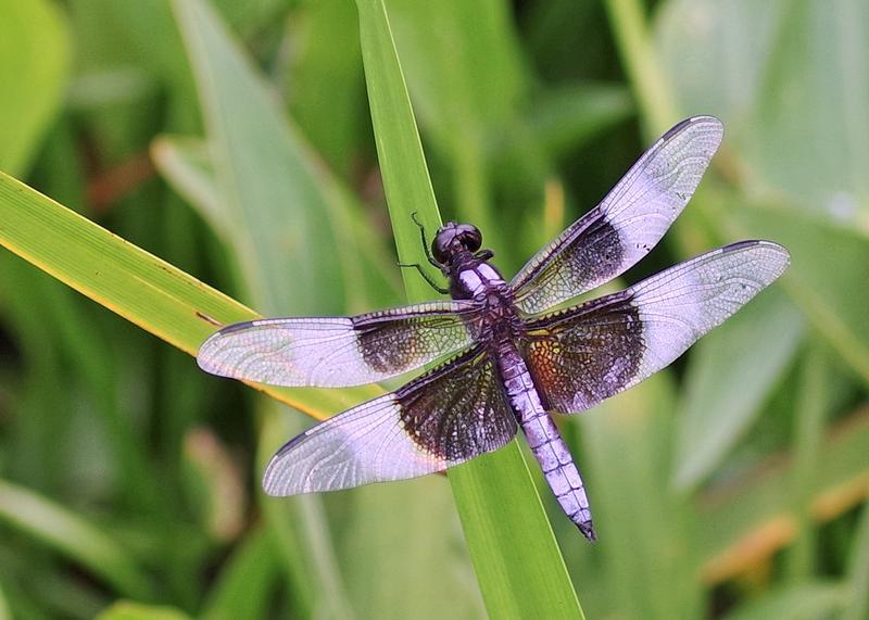 Photo of Widow Skimmer