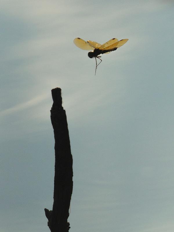 Photo of Eastern Amberwing