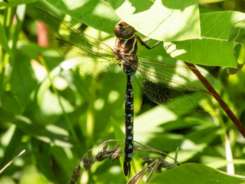 Photo of Lance-tipped Darner