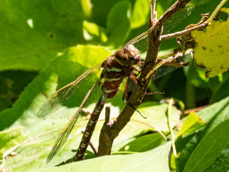 Photo of Lance-tipped Darner