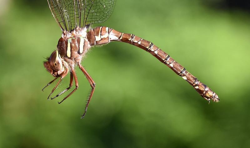 Photo of Shadow Darner