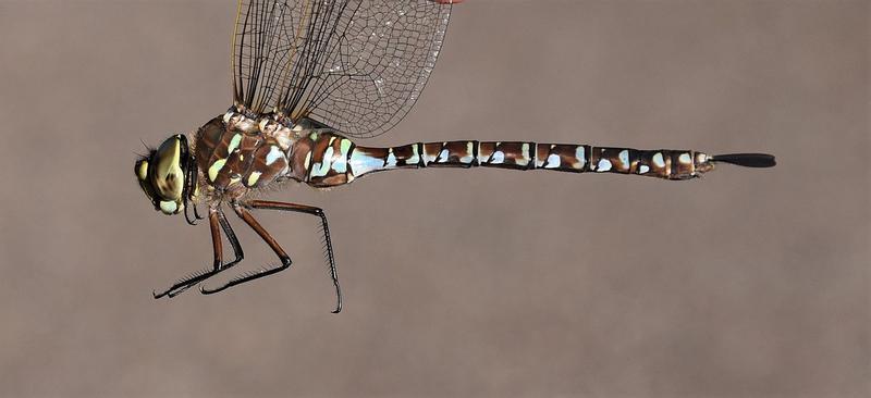 Photo of Variable Darner