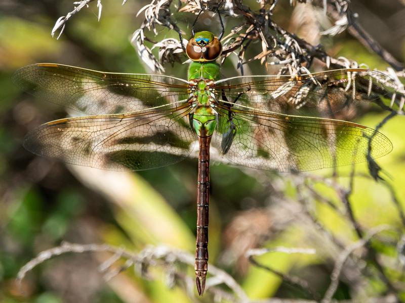 Photo of Common Green Darner