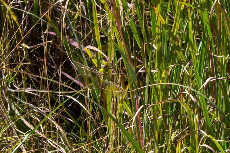 Photo of Common Green Darner