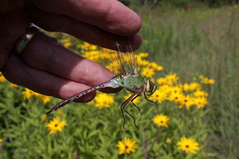 Photo of Common Green Darner