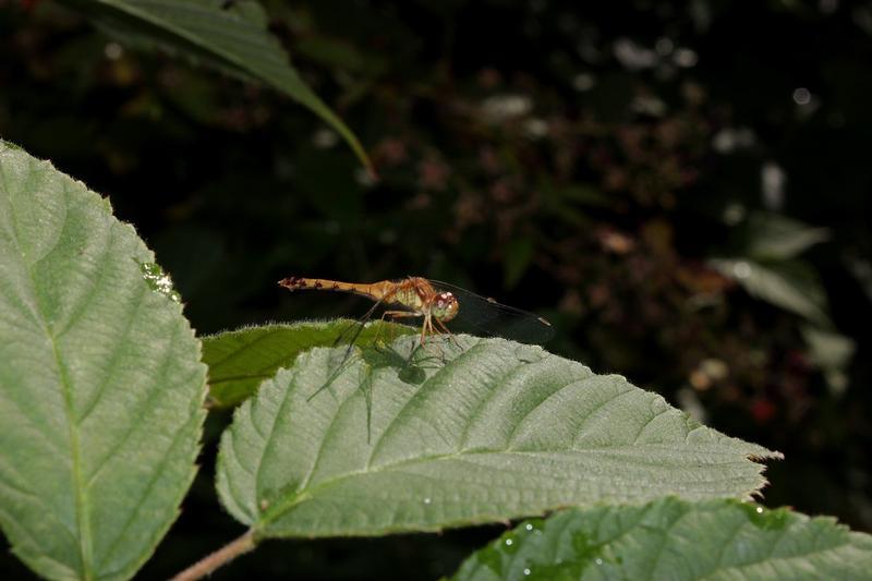Photo of Autumn Meadowhawk