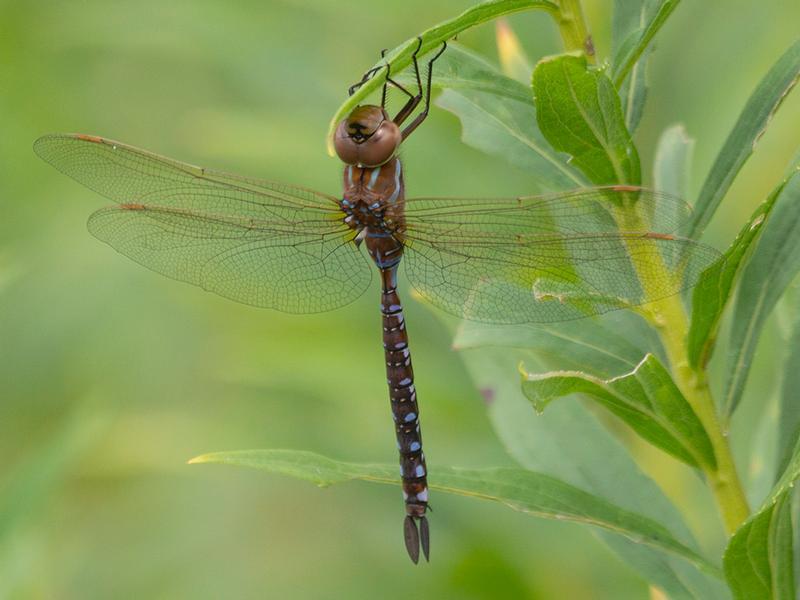 Photo of Lance-tipped Darner