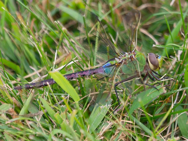 Photo of Common Green Darner