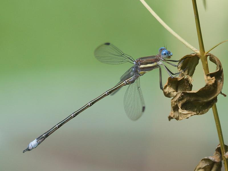 Photo of Great Spreadwing