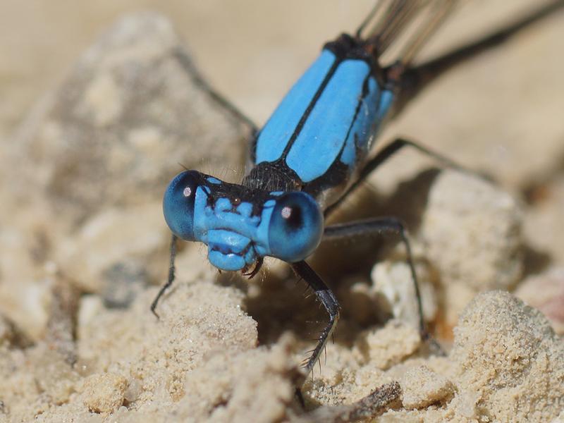 Photo of Blue-fronted Dancer