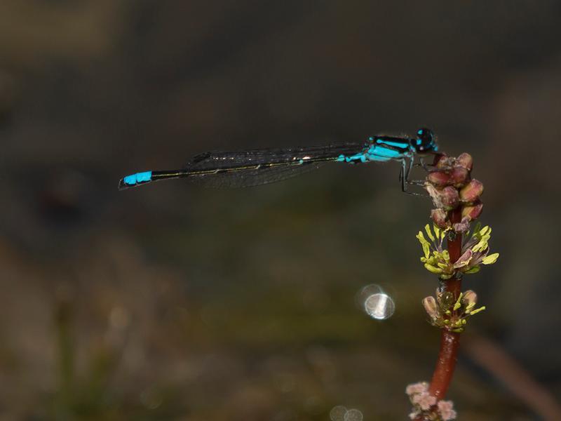 Photo of Skimming Bluet