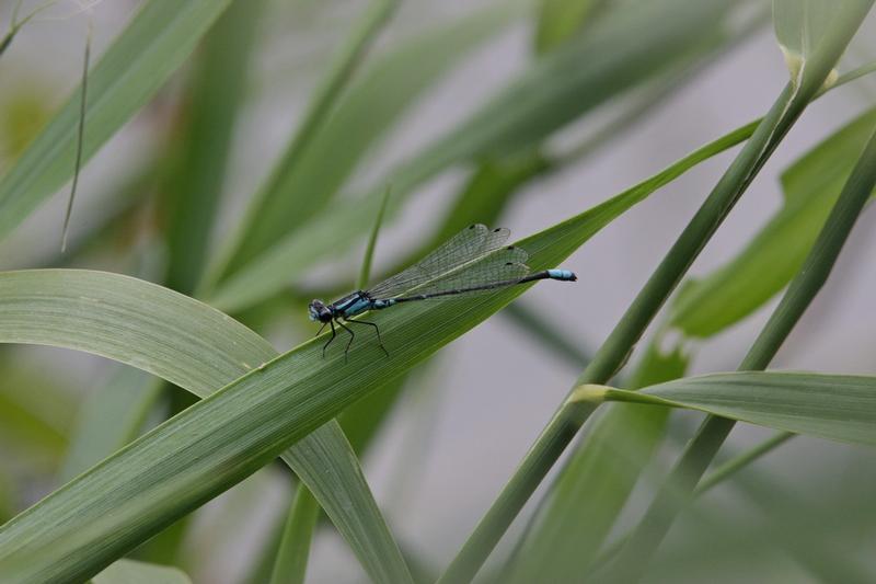 Photo of Skimming Bluet