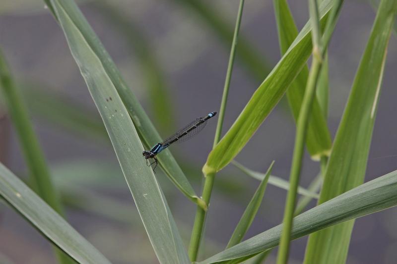 Photo of Skimming Bluet