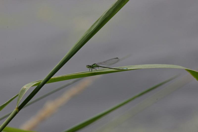 Photo of Eastern Forktail