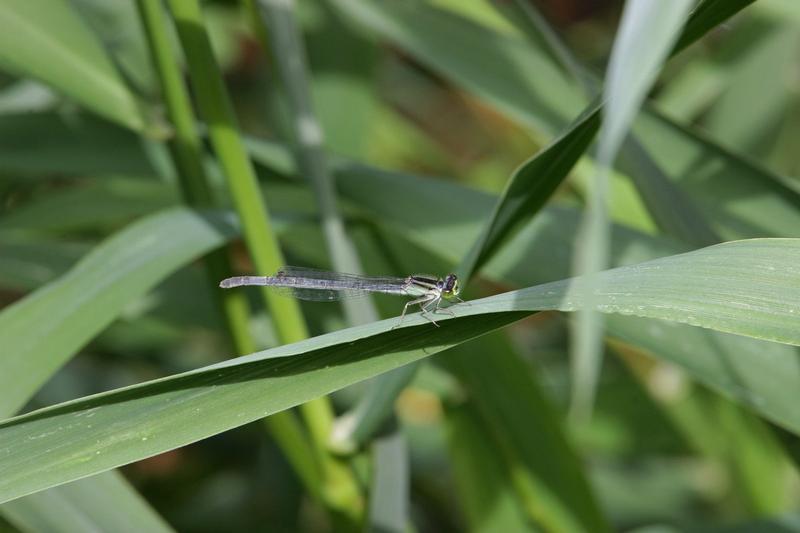 Photo of Eastern Forktail