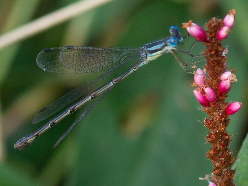 Photo of Slender Spreadwing