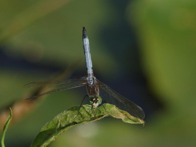 Photo of Blue Dasher