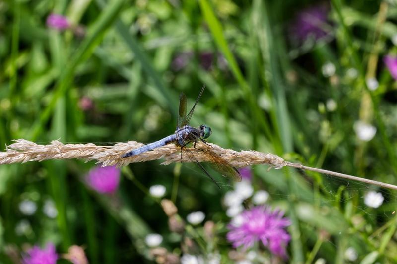 Photo of Blue Dasher