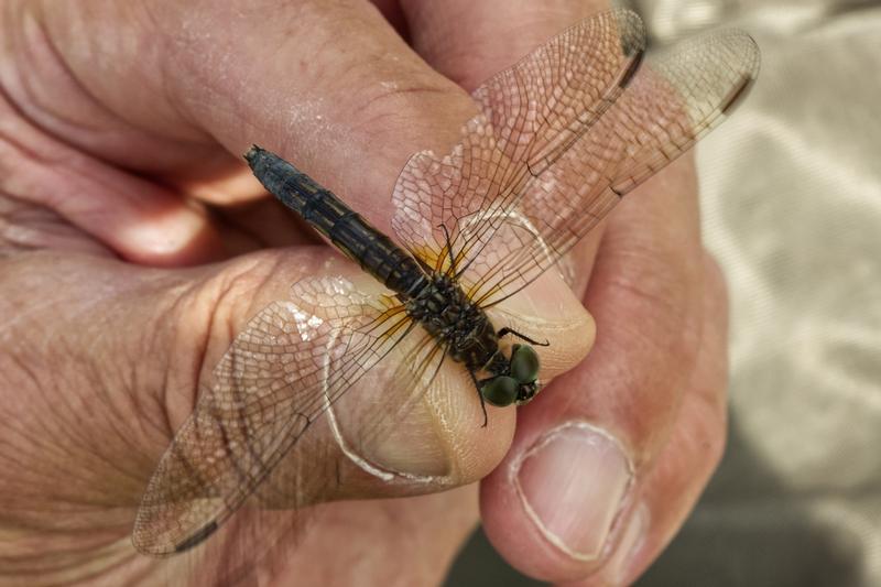 Photo of Blue Dasher