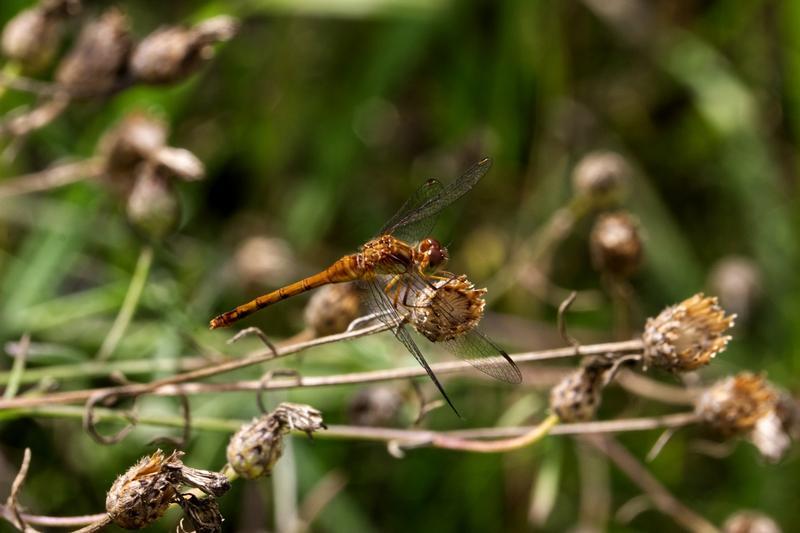 Photo of Autumn Meadowhawk