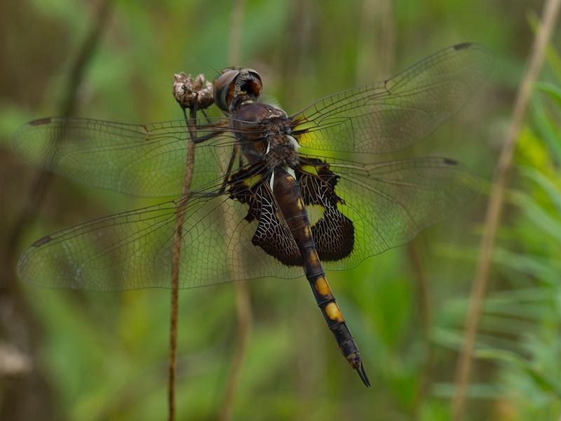 Photo of Black Saddlebags