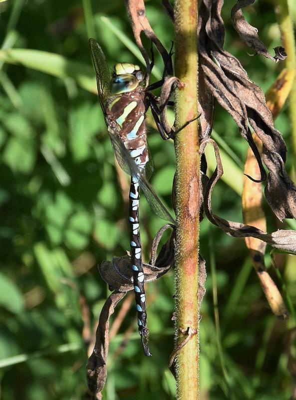 Photo of Lance-tipped Darner