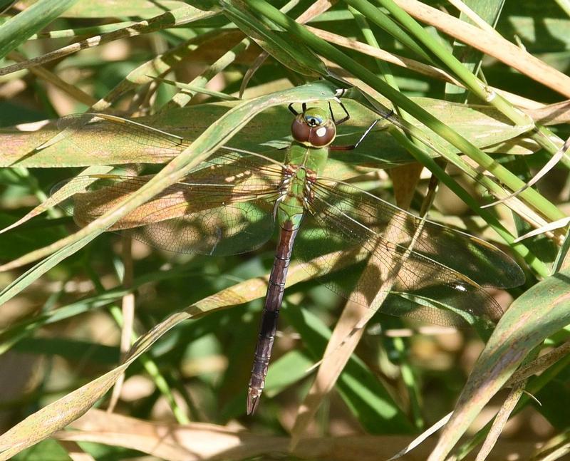 Photo of Common Green Darner