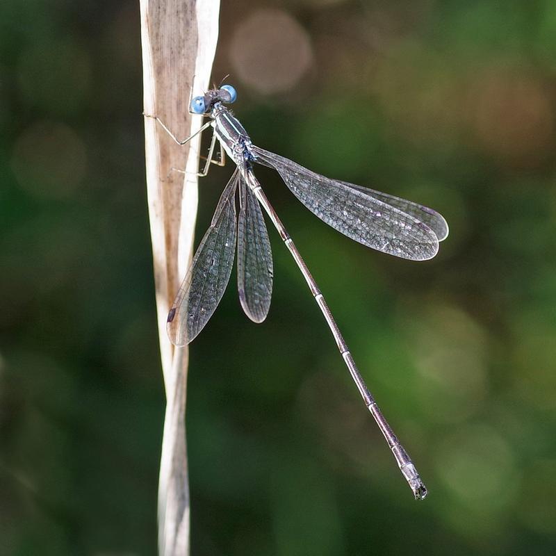 Photo of Slender Spreadwing