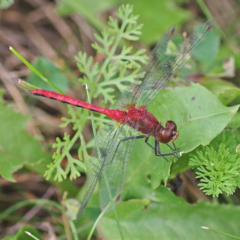 Photo of Ruby Meadowhawk