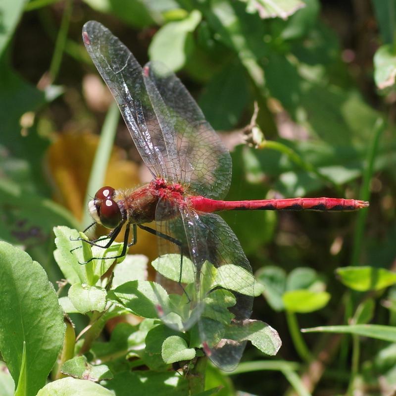 Photo of White-faced Meadowhawk