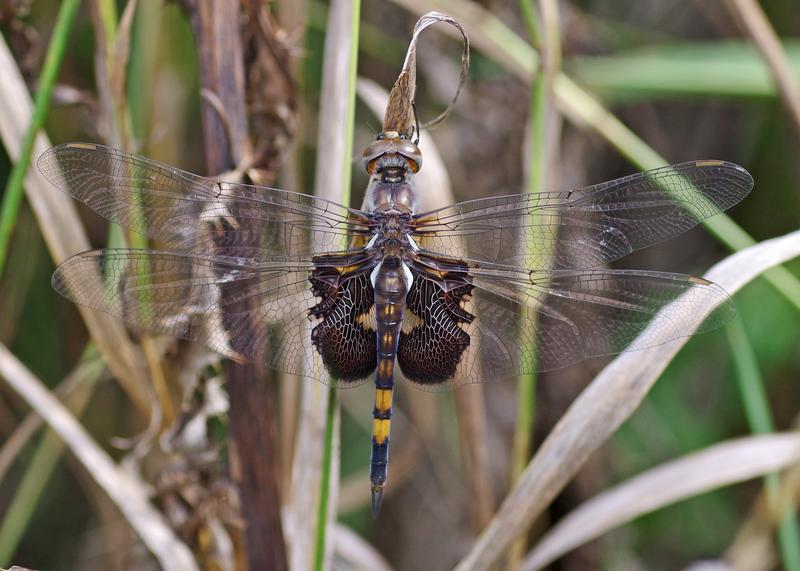 Photo of Black Saddlebags