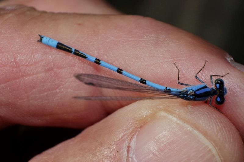 Photo of Familiar Bluet