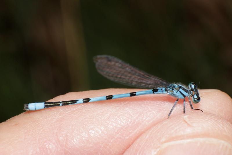 Photo of Marsh Bluet