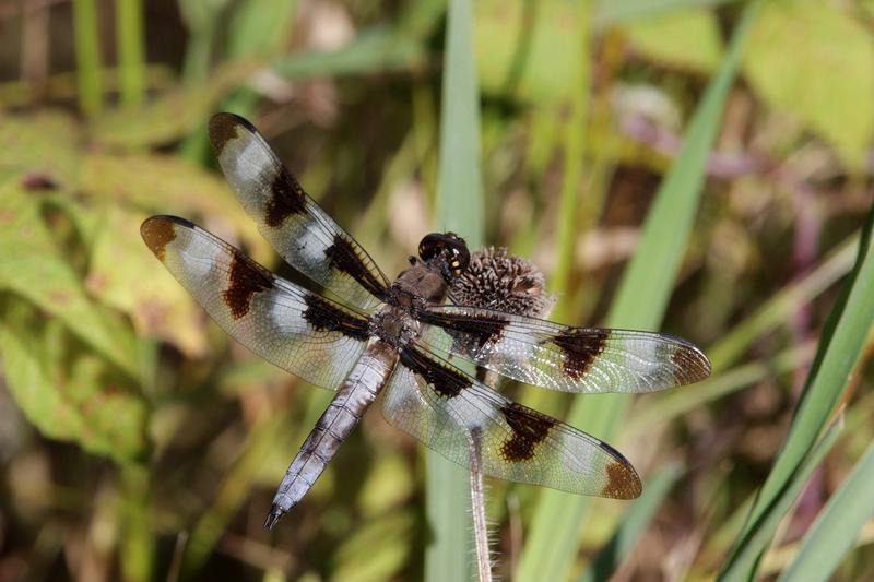 Photo of Twelve-spotted Skimmer