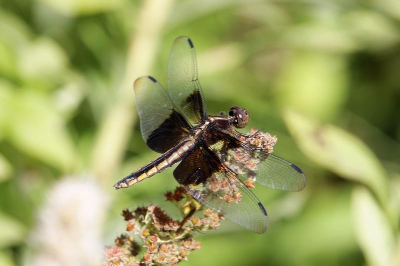 Photo of Widow Skimmer