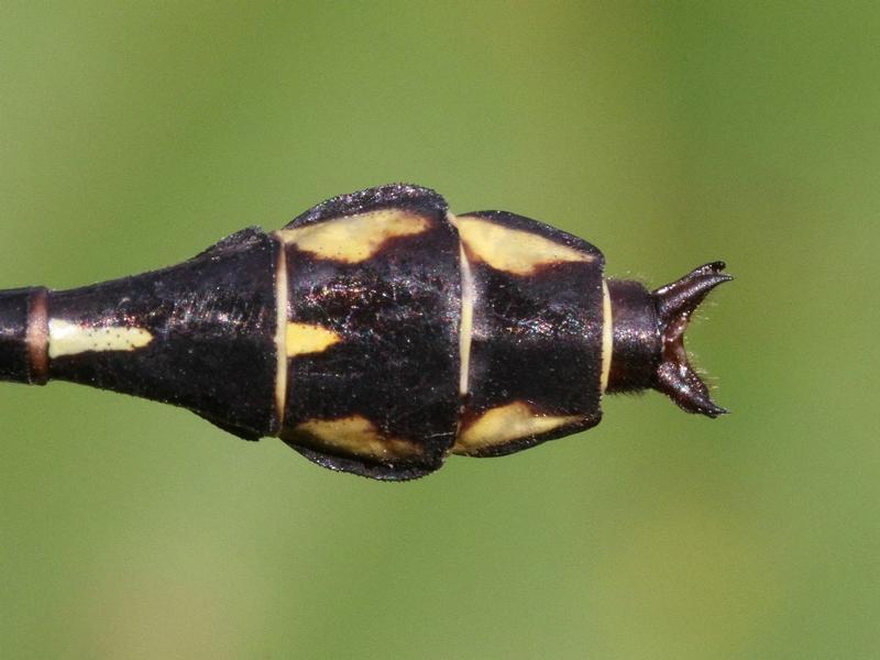 Photo of Riverine Clubtail