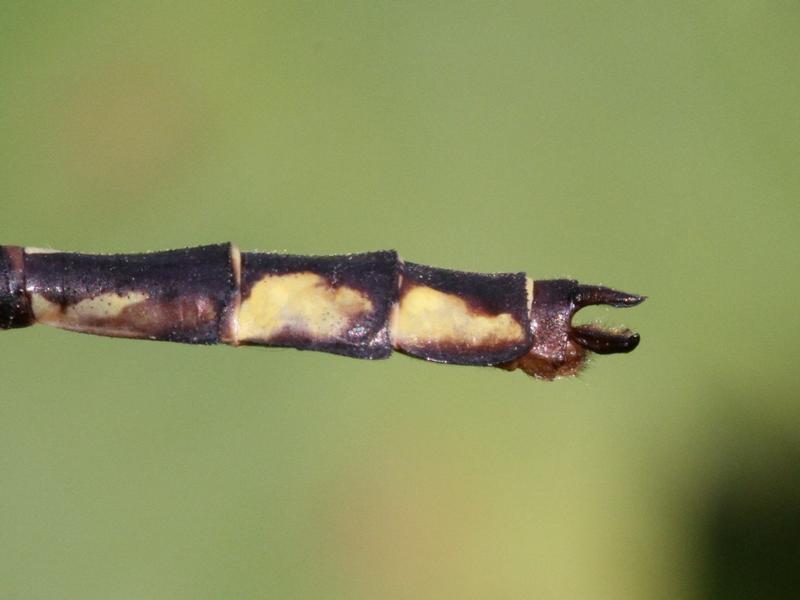 Photo of Riverine Clubtail