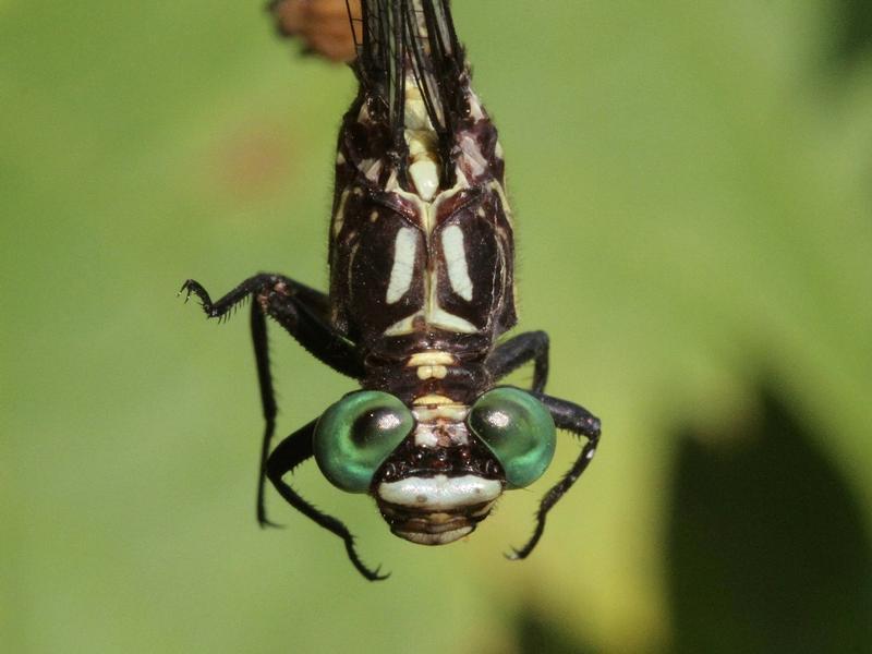 Photo of Riverine Clubtail