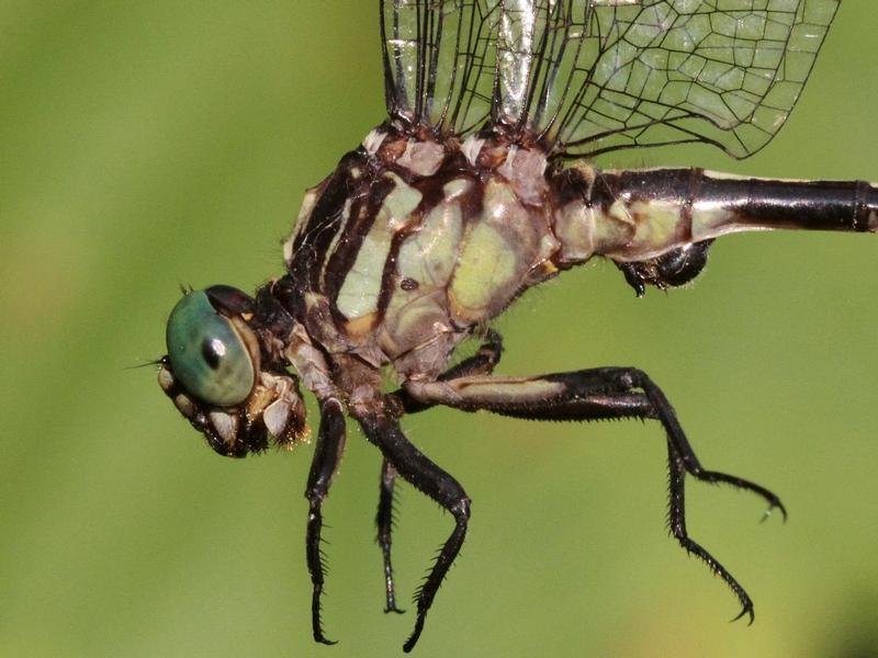 Photo of Riverine Clubtail