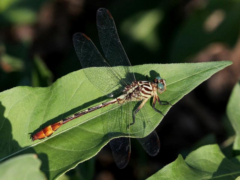 Photo of Russet-tipped Clubtail