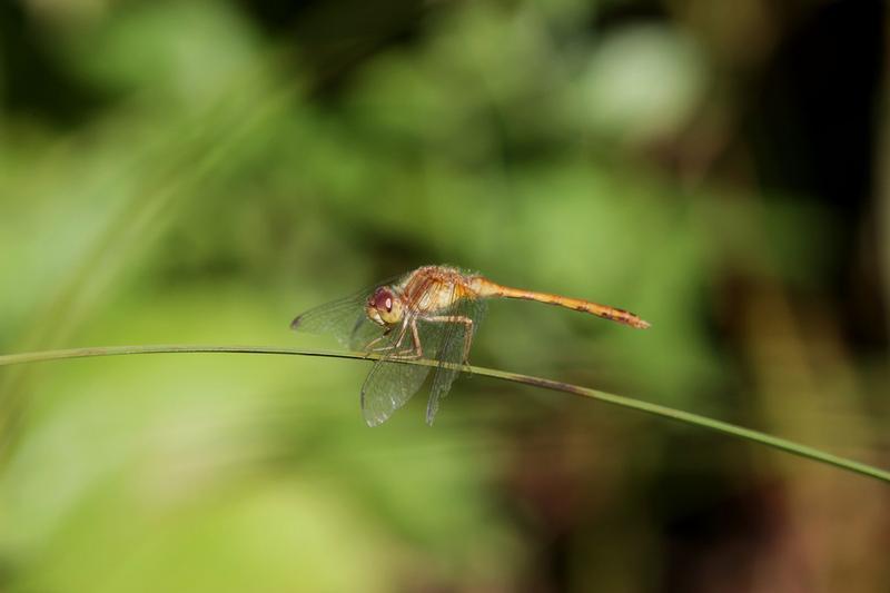 Photo of Autumn Meadowhawk