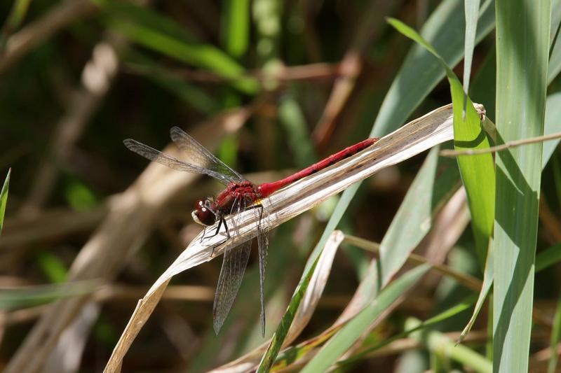 Photo of White-faced Meadowhawk