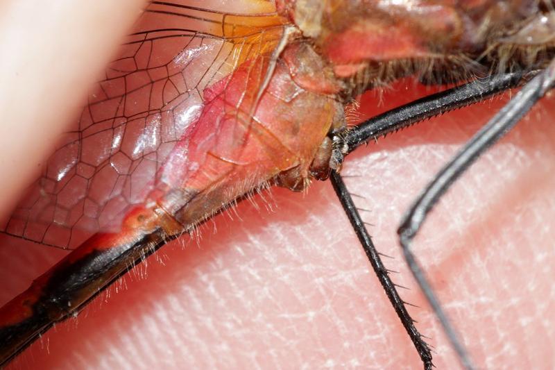 Photo of White-faced Meadowhawk