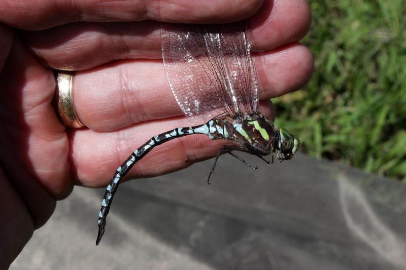 Photo of Green-striped Darner