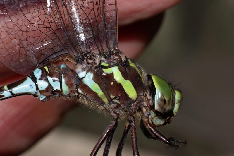 Photo of Green-striped Darner