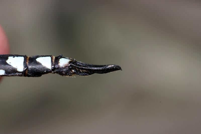 Photo of Green-striped Darner